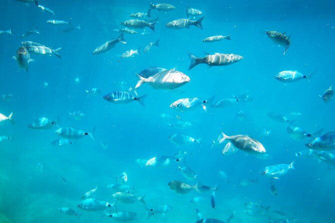 1-Hour Guided Semi-Submarine Tour to Isola Bella - Isola Bella gives the trip its focus