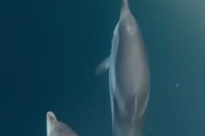 2.5 Hours Sunset Boat Tour in Search of Dolphins - Setting out from Giardini Naxos