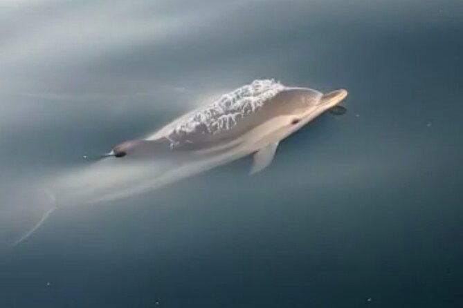 2.5 Hours Sunset Boat Tour in Search of Dolphins - Captains, crew, and the feel on board