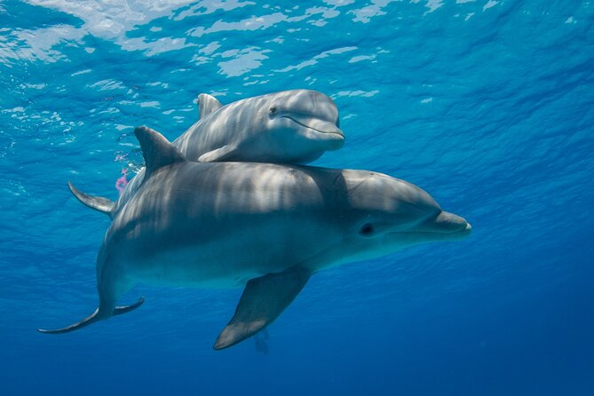 2-Hour Dolphin Sunset Tour from Giardini Naxos - Leaving Giardini Naxos at 6 pm