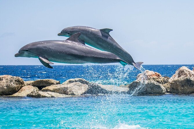 2-Hour Dolphin Sunset Tour from Giardini Naxos - Around the Bay of Giardini Naxos