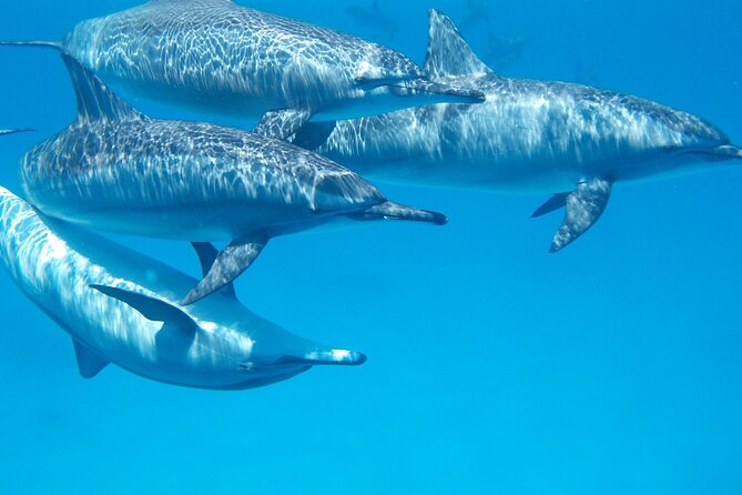 2-Hour Dolphin Sunset Tour from Giardini Naxos - Weather, cancellation, and simple planning