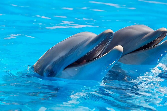 2-Hour Dolphin Sunset Tour from Giardini Naxos - Who will enjoy this outing most?