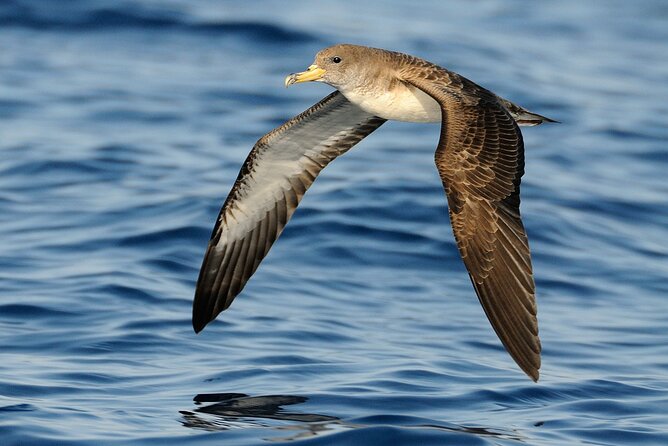 3-Hour Dolphin watching at sunset with aperitif - Swimming under the stars