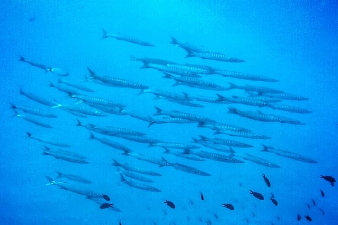3-Hour Try Scuba Private Guided Sea Baptism from Palermo - Breathing underwater for the first time