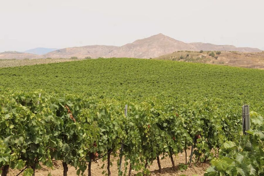 Agrigento: Wine tasting and walk in the vineyards. - My verdict: a worthwhile half-day in the Sicilian countryside