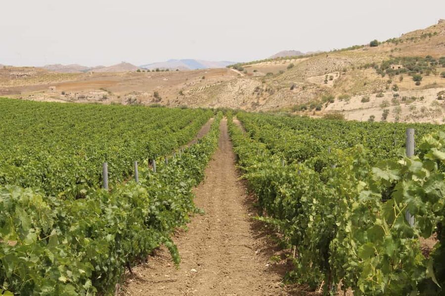 Agrigento: Wine tasting and walk in the vineyards. - Meeting the family behind the estate