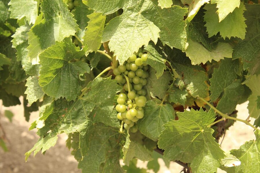 Agrigento: Wine tasting and walk in the vineyards. - Is $105 a fair price?