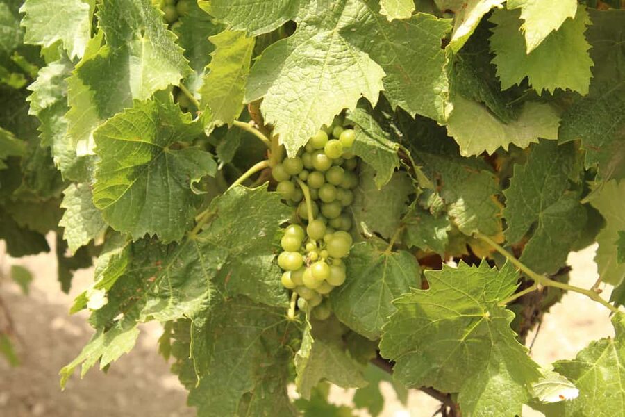 Agrigento: Wine tasting and walk in the vineyards. - How the three hours work