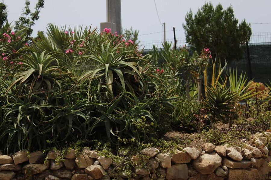Agrigento: Wine tasting and walk in the vineyards. - Who should book this tour?