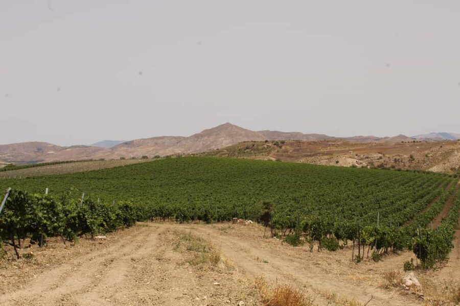 Agrigento: Wine tasting and walk in the vineyards. - Practical details before you reserve
