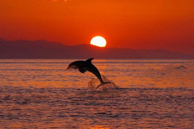 Aperitif in Luxury Private Tour - Marine wildlife and the value of looking around
