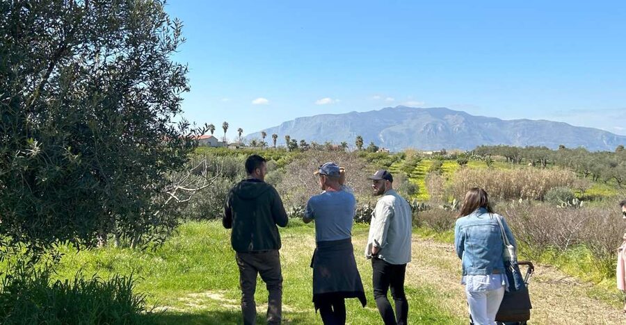 Balestrate: Olive Grove Tour with Wines & Olive Oil Tasting - Why This Balestrate Tour Feels Different