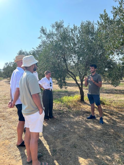 Balestrate: Olive Grove Tour with Wines & Olive Oil Tasting - Lunch at Francesco’s Grandparents’ Home