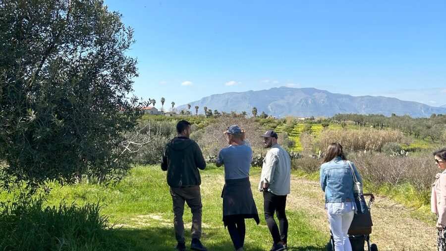 Balestrate: Olive Grove Tour with Wines & Olive Oil Tasting - Starting at Bivio Quattro Vanelle