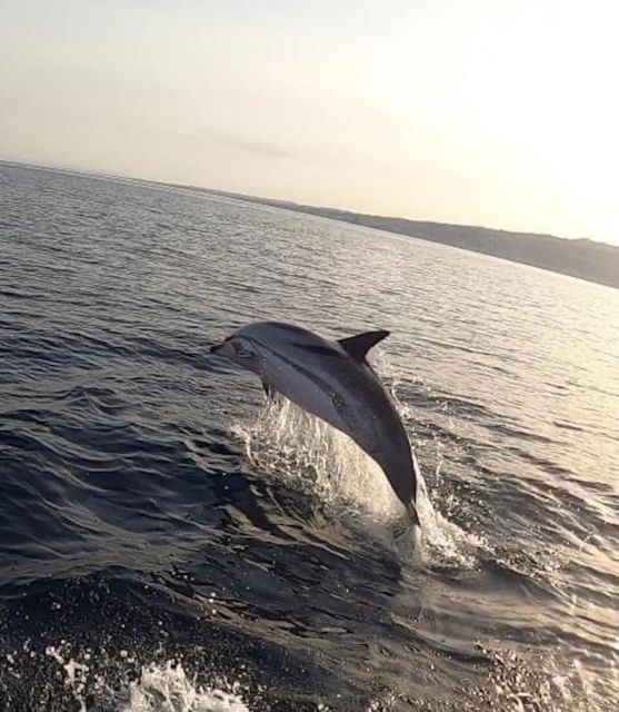 boat tour exploring and searching for dolphins in Acitrezza - Lachea Island and the Cyclops archipelago