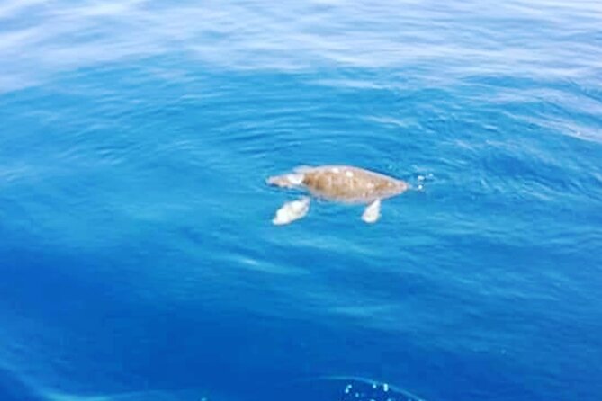 Boat trips with Zorro - The north coast, sea caves, and afternoon swimming