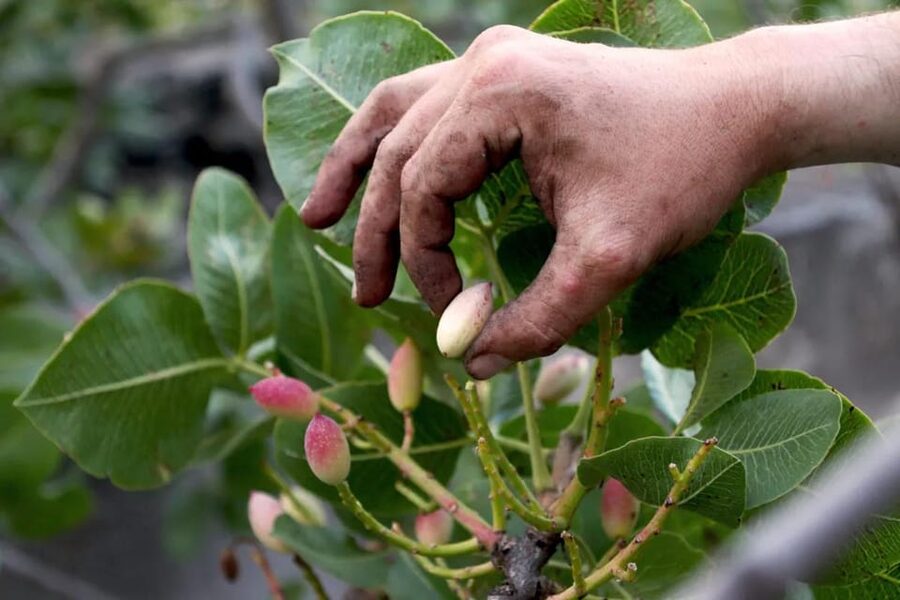 Bronte: Tour e degustazione nelle piantagioni di pistacchi - Walking through the pistachio fields