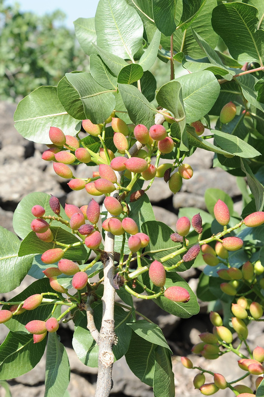 Bronte: Tour e degustazione nelle piantagioni di pistacchi - Meeting Samantha at the plantation