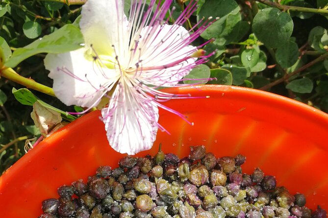 Cappero di Salina: Un'Esperienza di Degustazione Unica - From the plants to the wine cellar