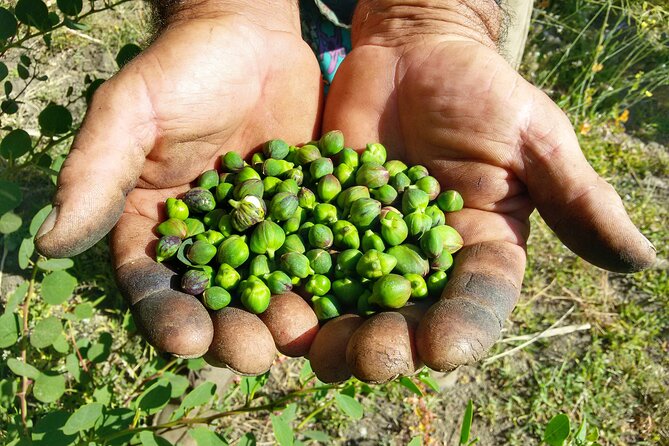 Cappero di Salina: Un'Esperienza di Degustazione Unica - Meeting Giuseppe in agricultural Leni