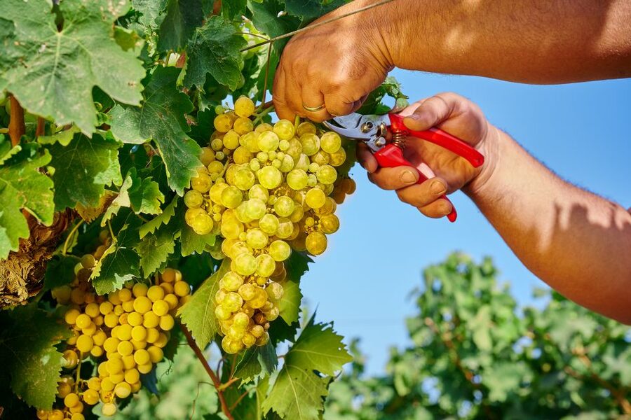Castelbuono: Wine Tasting Tour in the Madonie Mountains - The best reasons to choose this tour