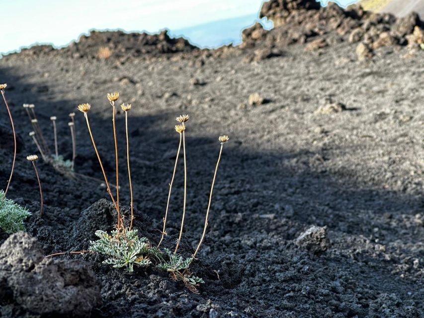 Catania: Etna Morning or Sunset Trek with Lava Tunnel & Gear - Craters, lava flows, and the 2001 eruption area
