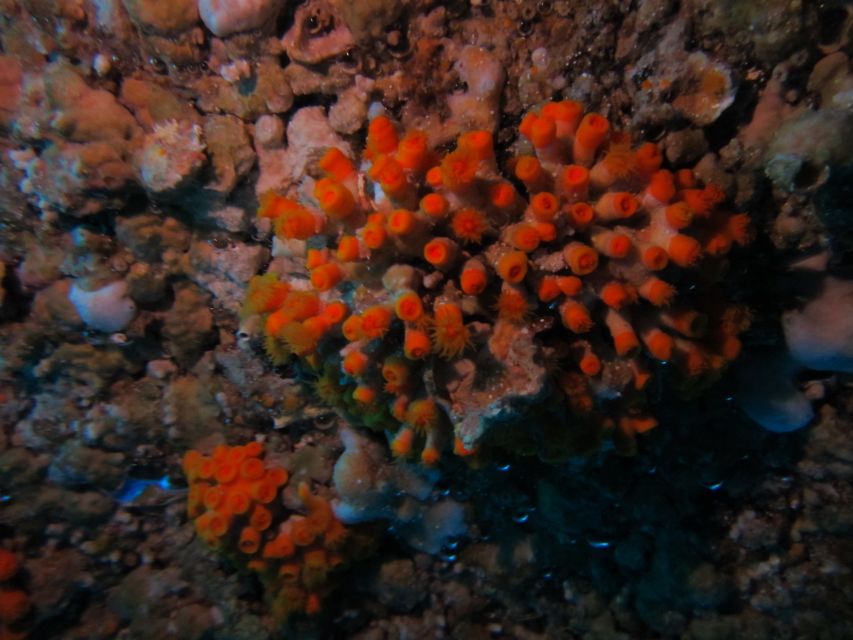 Catania: Gulf Scuba Diving Tour with Marine Biologist - The marine life you can expect to see