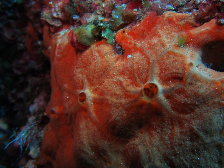 Catania: Gulf Scuba Diving Tour with Marine Biologist - Who will get the most from this Catania activity