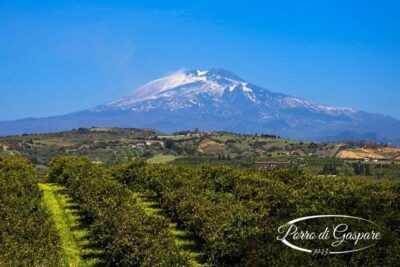 Pozzo di Gaspare Farm Guided Tour with Tastings