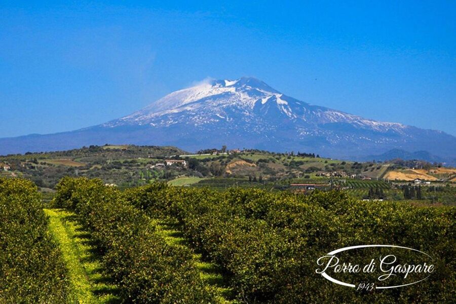 Catania: Pozzo di Gaspare Farm Guided Tour with Tastings - Walking among oranges, olives, and almonds
