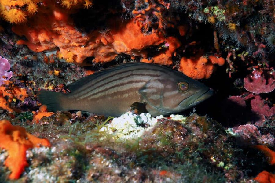 Catania: Scuba Diving Experience - Getting comfortable before you look around