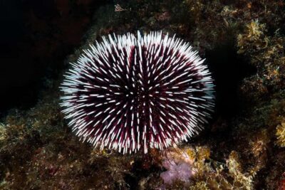Scuba Diving Experience