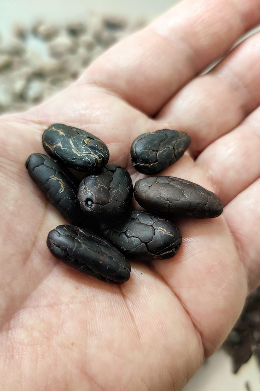 Chocolatier for a day: raw bean to bar chocolate in Modica - Choosing and roasting the cacao beans