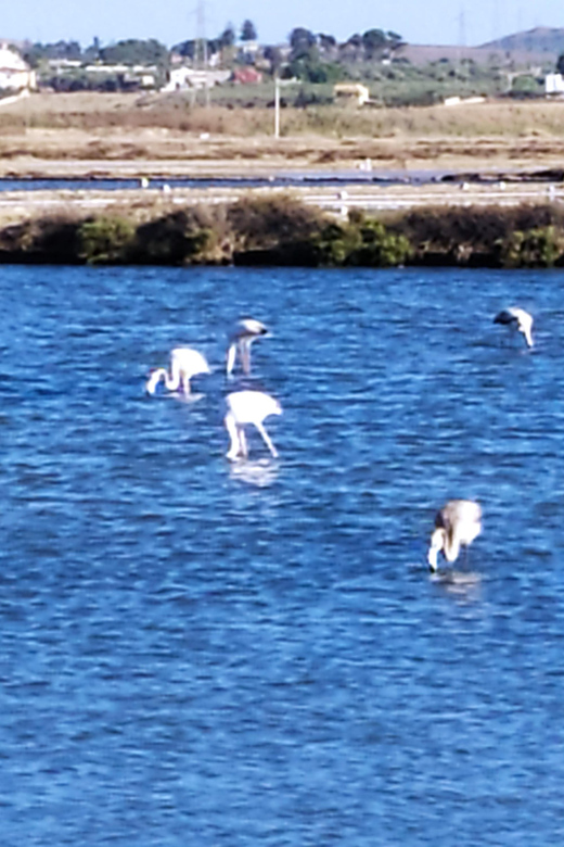Discover Trapani's Saltpans with an E-Bike Tour - What the afternoon light adds