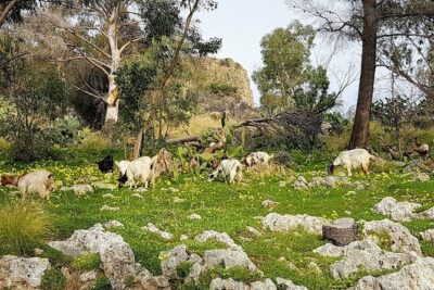 Discovering Monte Pellegrino