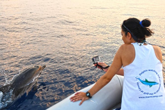 Dolphin Watching & Conservation - Dolphins in the Gulf of Catania - Key points before you book