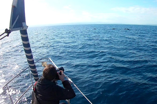 Dolphin Watching & Conservation - Dolphins in the Gulf of Catania - Aci Castello and the search pattern