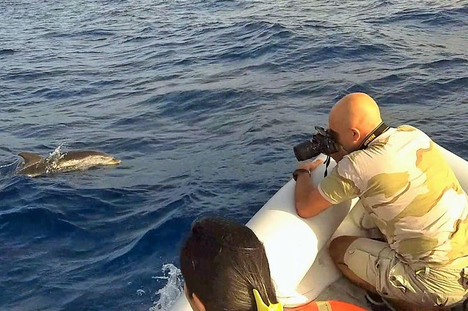 Dolphin Watching & Conservation - Dolphins in the Gulf of Catania - Meeting the dolphins in open water