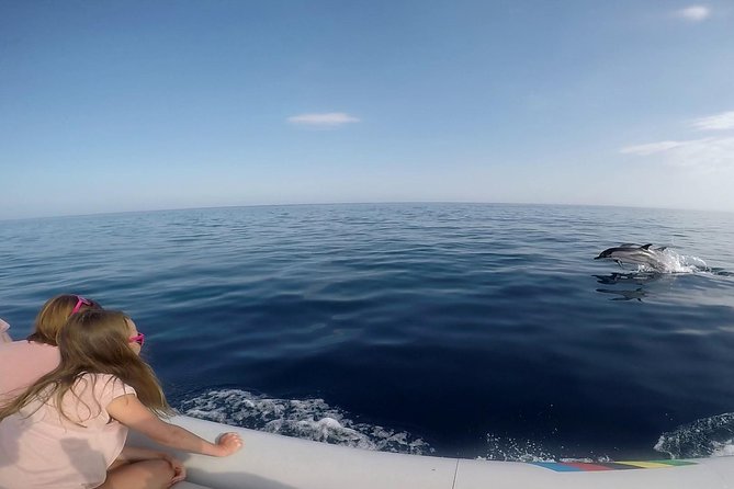 Dolphin Watching & Conservation - Dolphins in the Gulf of Catania - Is $84.48 a fair price?