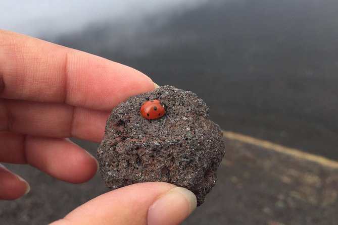 Etna and Wines Tour - From Catania’s waterfront to Mount Etna