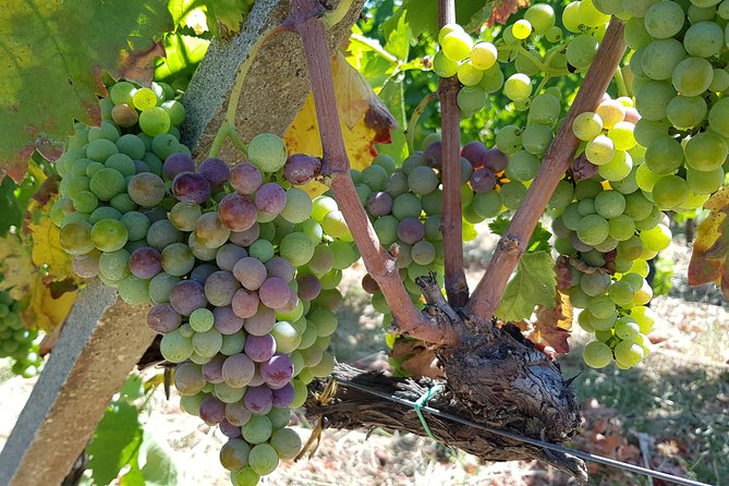 Etna DOC & Organic Wine tasting and tour of the 1815 historic winery - Why the 1815 winery gives this tasting its character