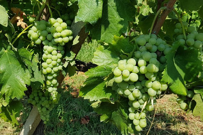 Etna DOC & Organic Wine tasting and tour of the 1815 historic winery - Four Etna DOC wines with a generous Sicilian table