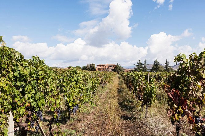 Etna DOC & Organic Wine tasting and tour of the 1815 historic winery - Is $72.25 a fair price?
