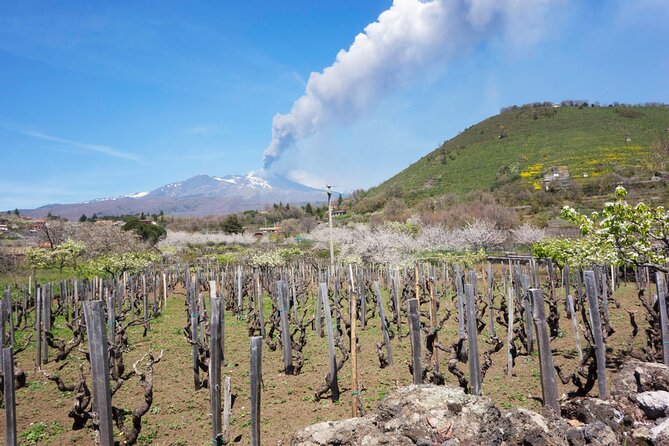 Etna Private tour from Messina Cruise Terminal + Lunch at Winery - Price and value for a cruise day