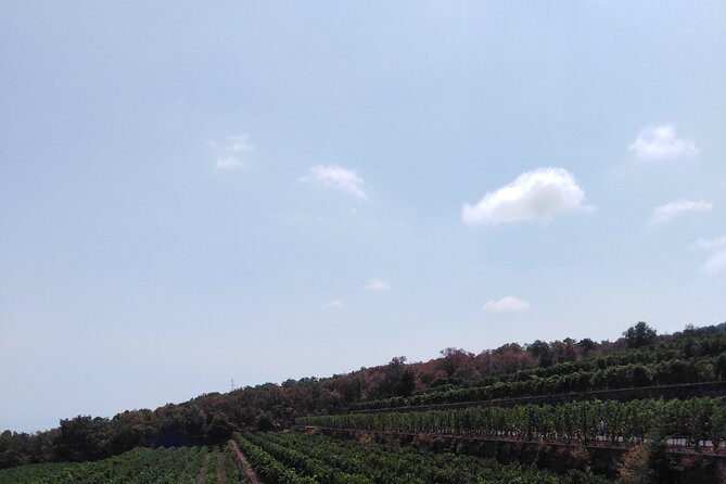 Etna private tour with wine cellar gambino lunch and wine tasting - The 1669 eruption beneath Mompilieri