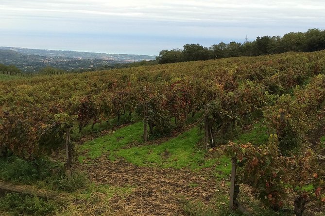 Etna Tour and Lunch in a Winery with Wine Tasting - What the $326.87 price buys you