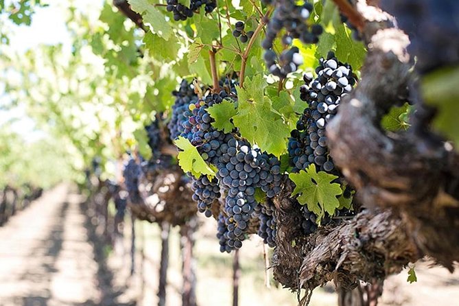 Etna trekking and wine tasting - Why combine Etna with a winery?