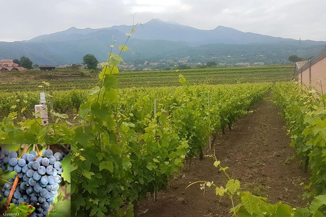 Etna trekking and wine tasting - The morning pickup from Catania and beyond