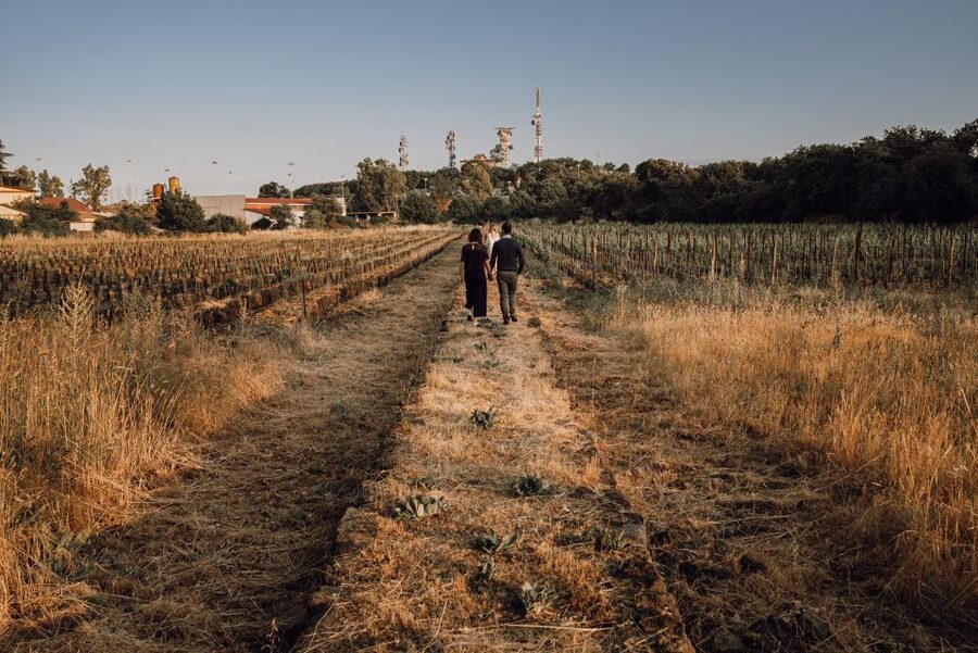 Etna: Urban Winery, Vineyards Walk & Wine Tasting at Sunset - Walking the vines between Catania and Mount Etna